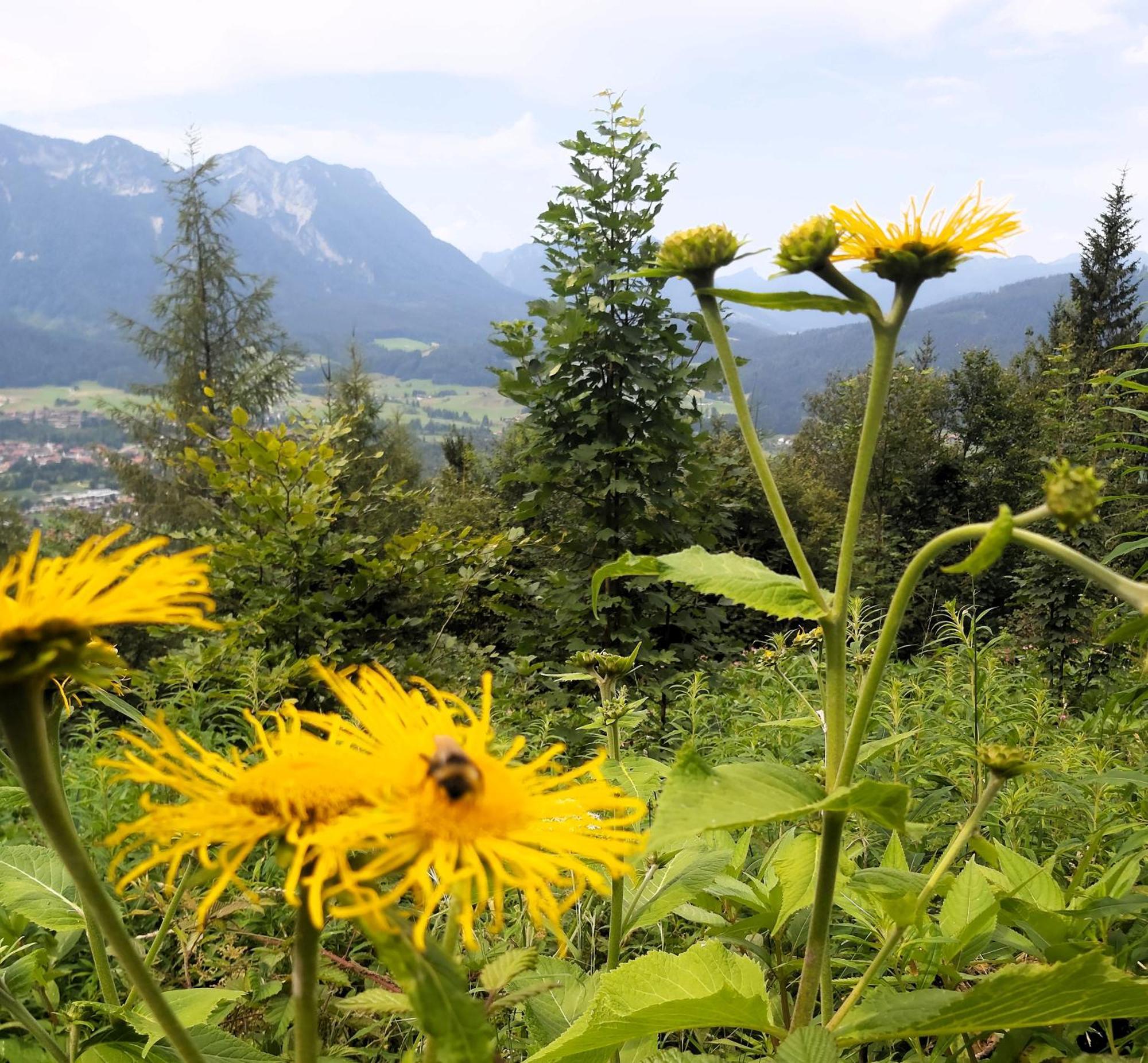 Apartment Andrea - Chiemgau Karte Inzell Buitenkant foto